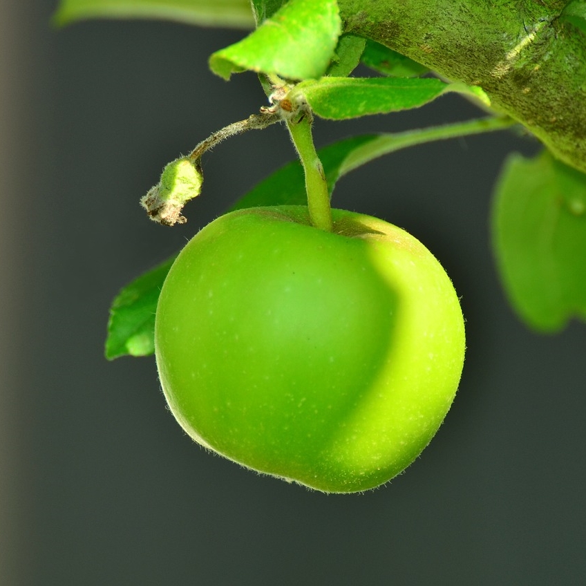 애플페논(Applephenon)이 풍부하게 함유되어 있다고 알려진 풋사과 사진