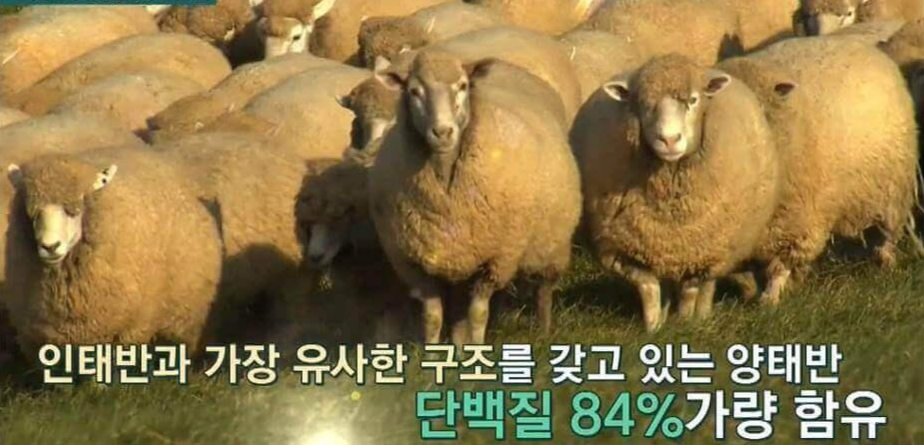 양태반이란? 양태반 효능 및 부작용&amp;#44; 하루 섭취량 까지!