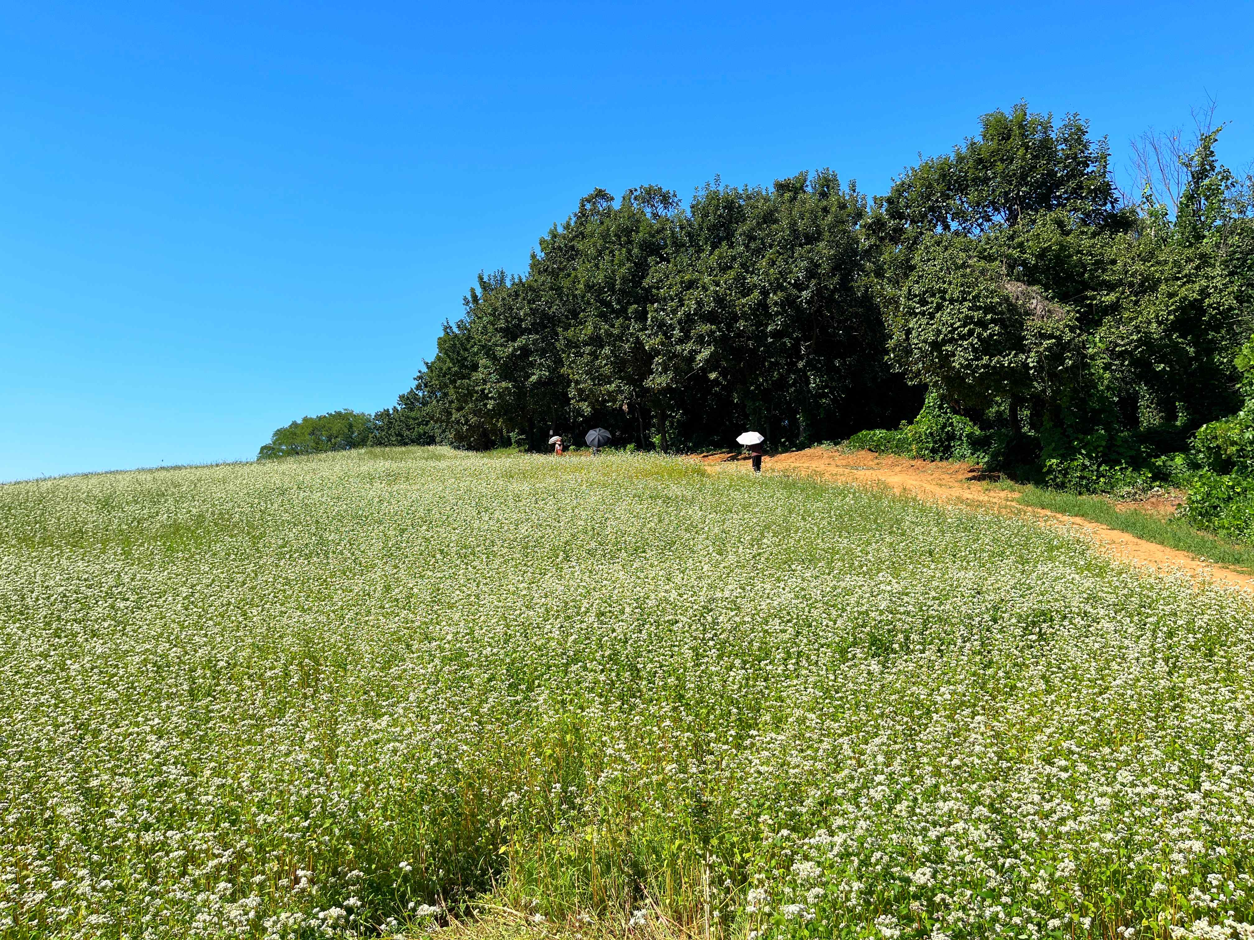 인천 선학동 메밀꽃