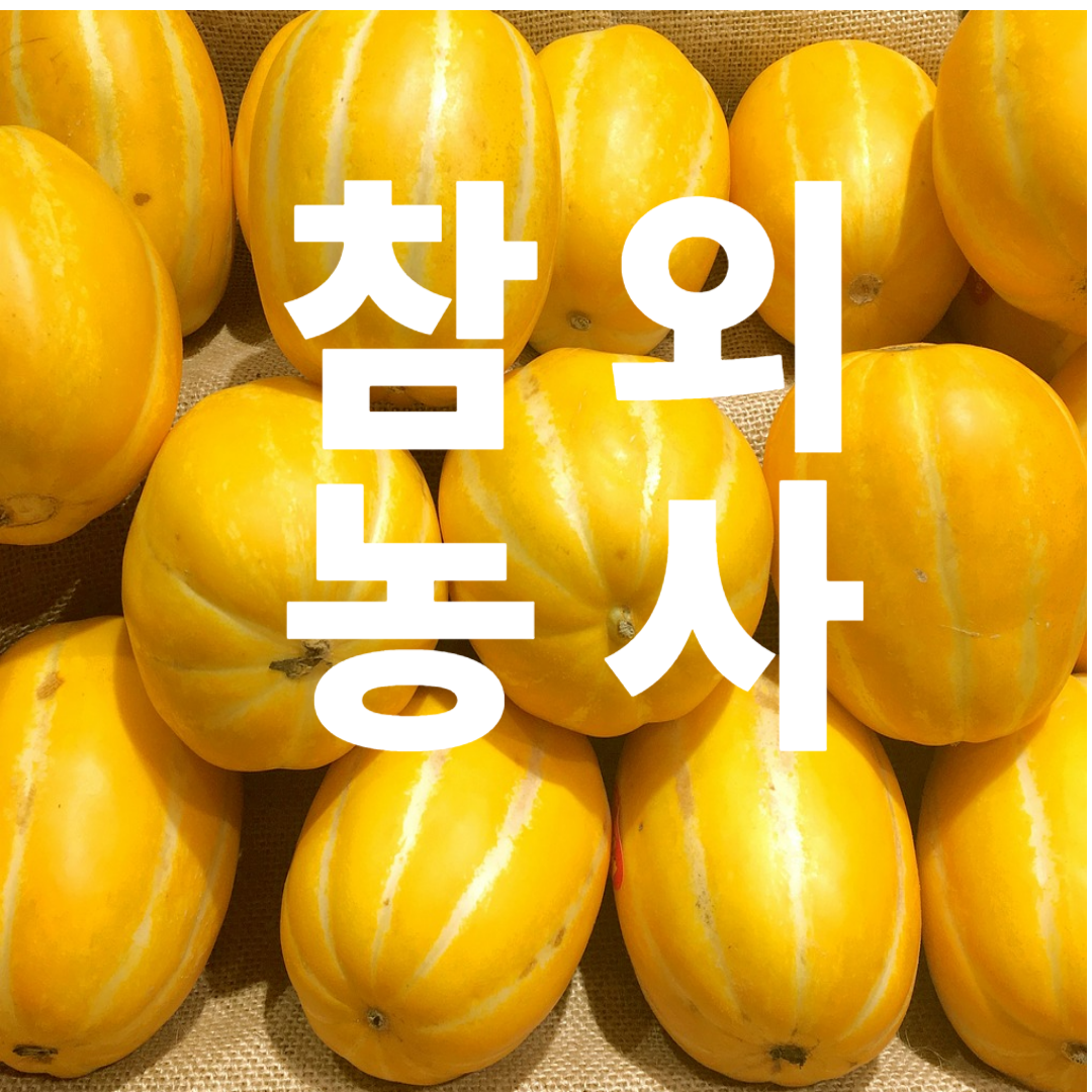 참외사진