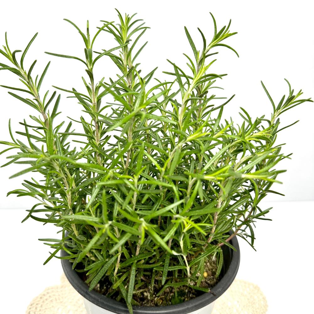 집에서 로즈마리 키우기