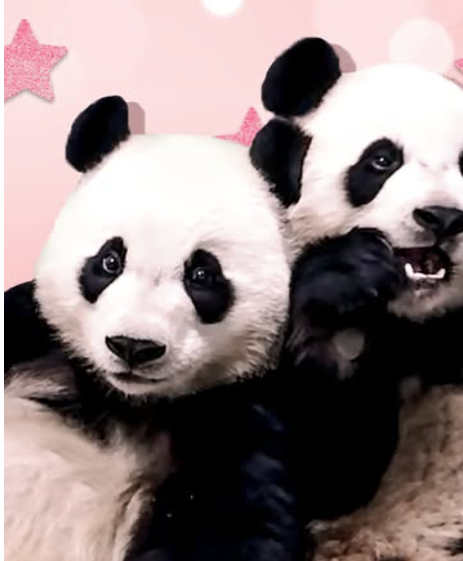 에버랜드 튤립축제 후기|입장료, 할인, 주차, 꿀팁까지 완벽가이드