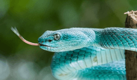 뱀이 내 다리를 감는 꿈해몽