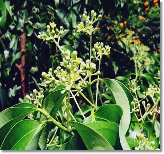 녹나무 효능 및 특성 활용법과 주의점