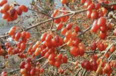 산수유 효능