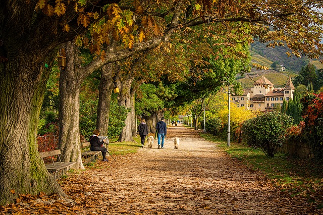 아침 안개 속 태화산 억새평원의 몽환적인 풍경