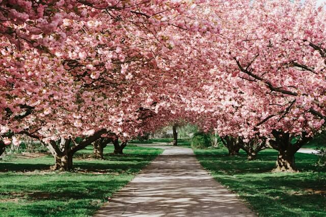 고양국제꽃박람회