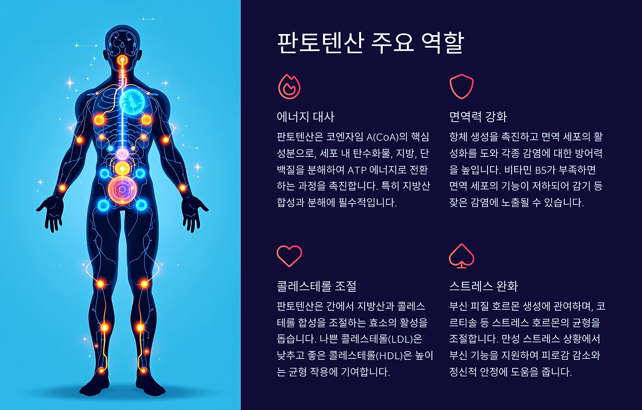 판토텐산 역할