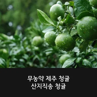 청귤 재배 어린 열매 솎기 착색 관리 저장 팁_6