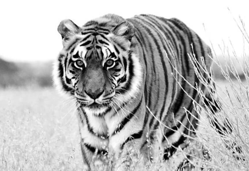 범띠랑잘맞는띠 범띠랑돼지띠궁합 