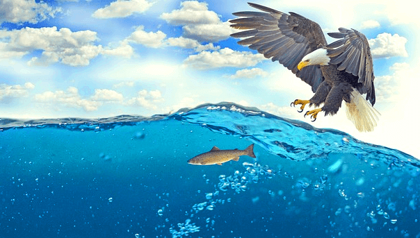 파란 바다 위에서 독수리가 발톱을 세우면서 바다속 물고기를 잡으려는 순간이다.