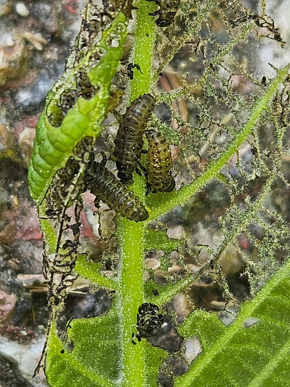 호두나무잎벌레 유충2