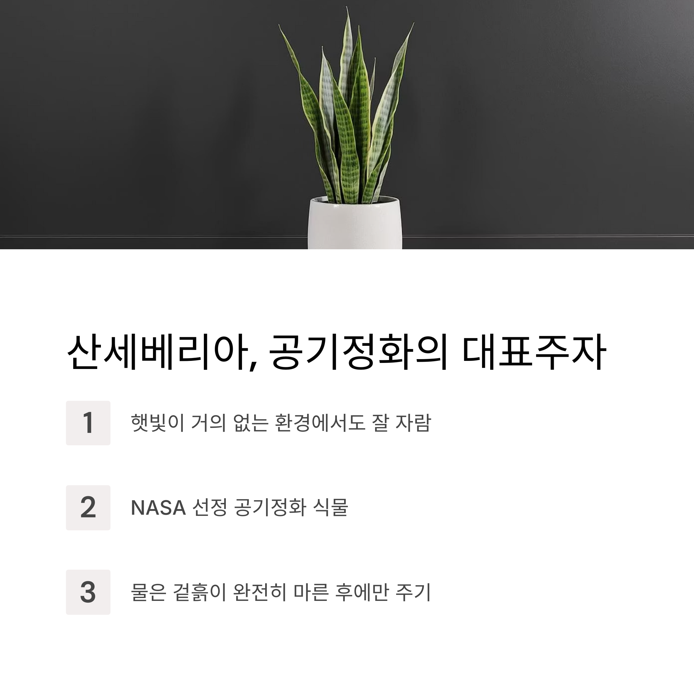 산세베리아