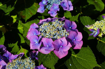 장생포 수국축제 최신 정보 21