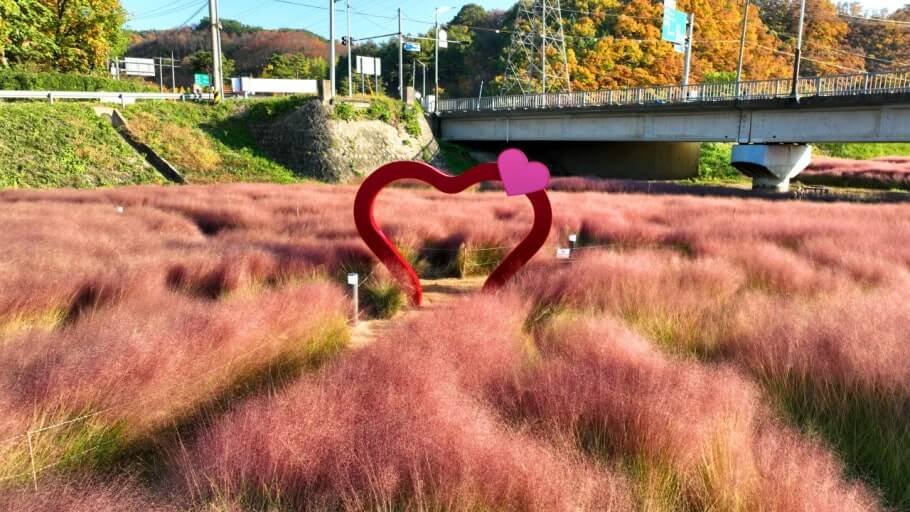 고령 대가야 어북실 가을꽃 명소 코스모스, 핑크뮬리, 댑싸리 등 사진