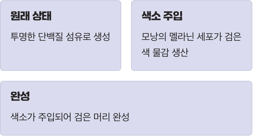 우리 머리카락 색의 비밀