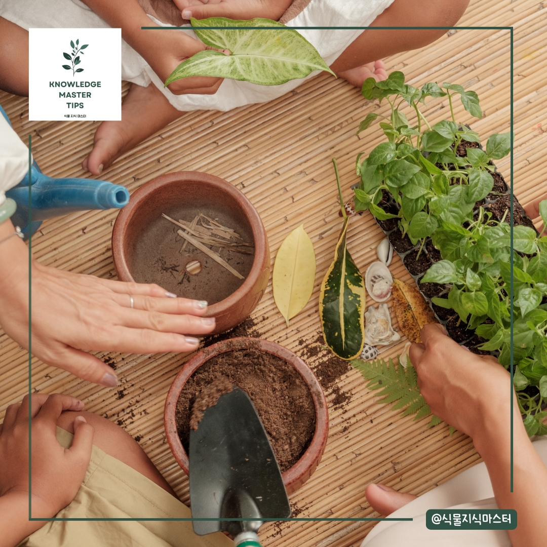 분갈이 실수 - 배수 구멍 없는 화분 사용하기