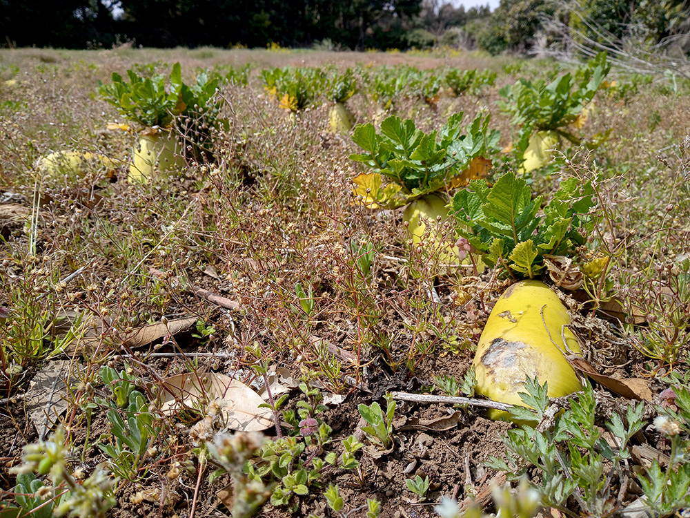 올레3A코스: 온평포구에서 표선올레까지