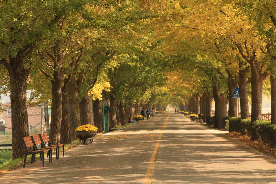 충남 아산 곡교천 은행나무길