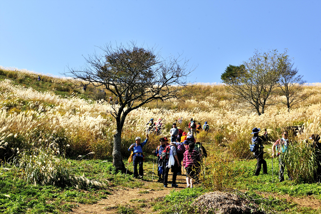 민둥산 억새꽃축제
