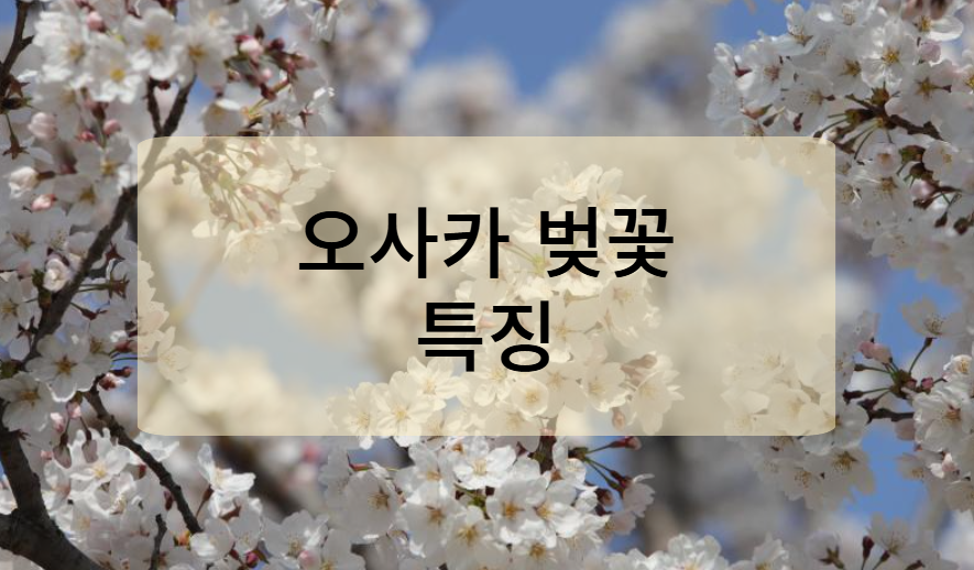 오사카 벚꽃의 특징
