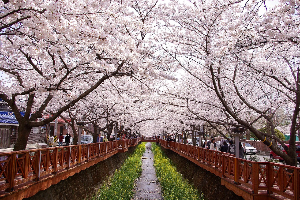 대청호벚꽃축제
