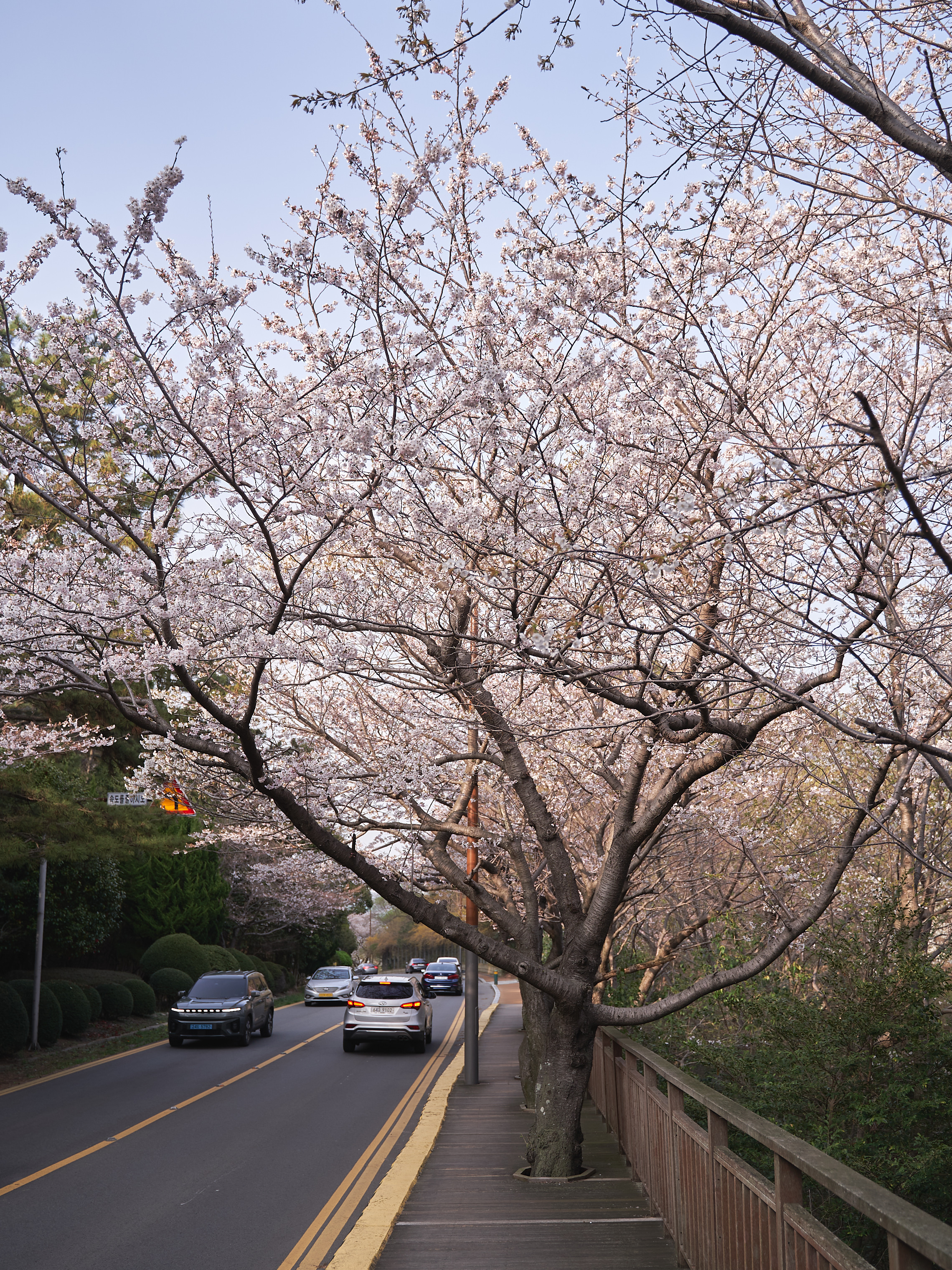 달맞이벚꽃
