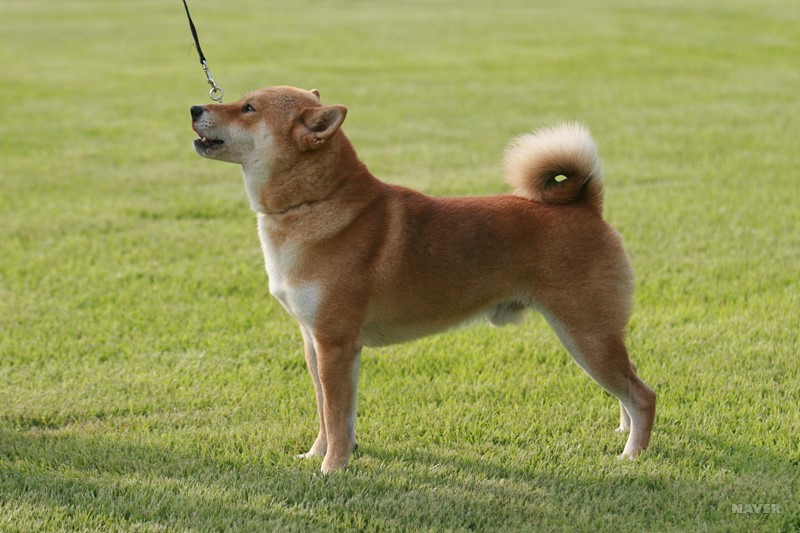 ▲ 강아지 종류 및 품종별 특징 총정리: 나에게 맞는 반려견 고르는 법 (사진 : 네이버 지식백과)