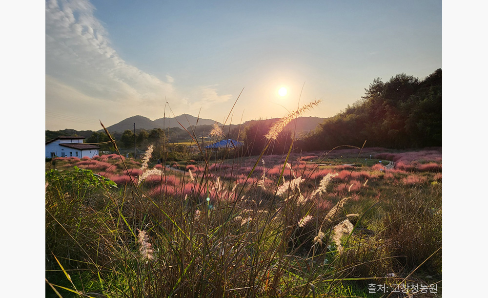 2025 고창 핑크뮬리 축제 🌸 기간&middot;위치&middot;교통&middot;입장료