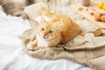 고양이가 집사를 신뢰하면 하는 행동_4