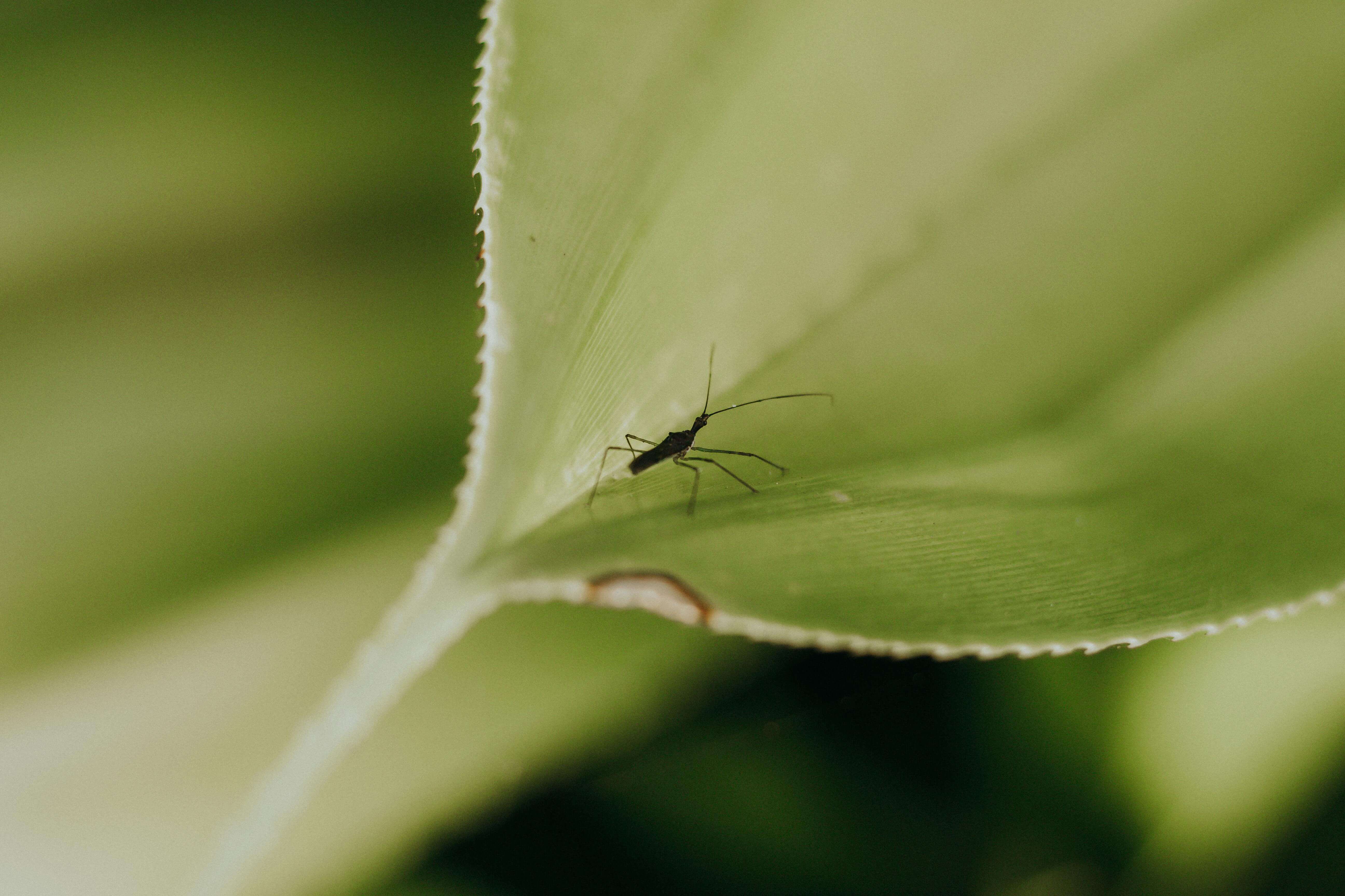 벌레 물림 NO! 야외활동 벌레 예방 방법과 필수 준비물 체크리스트