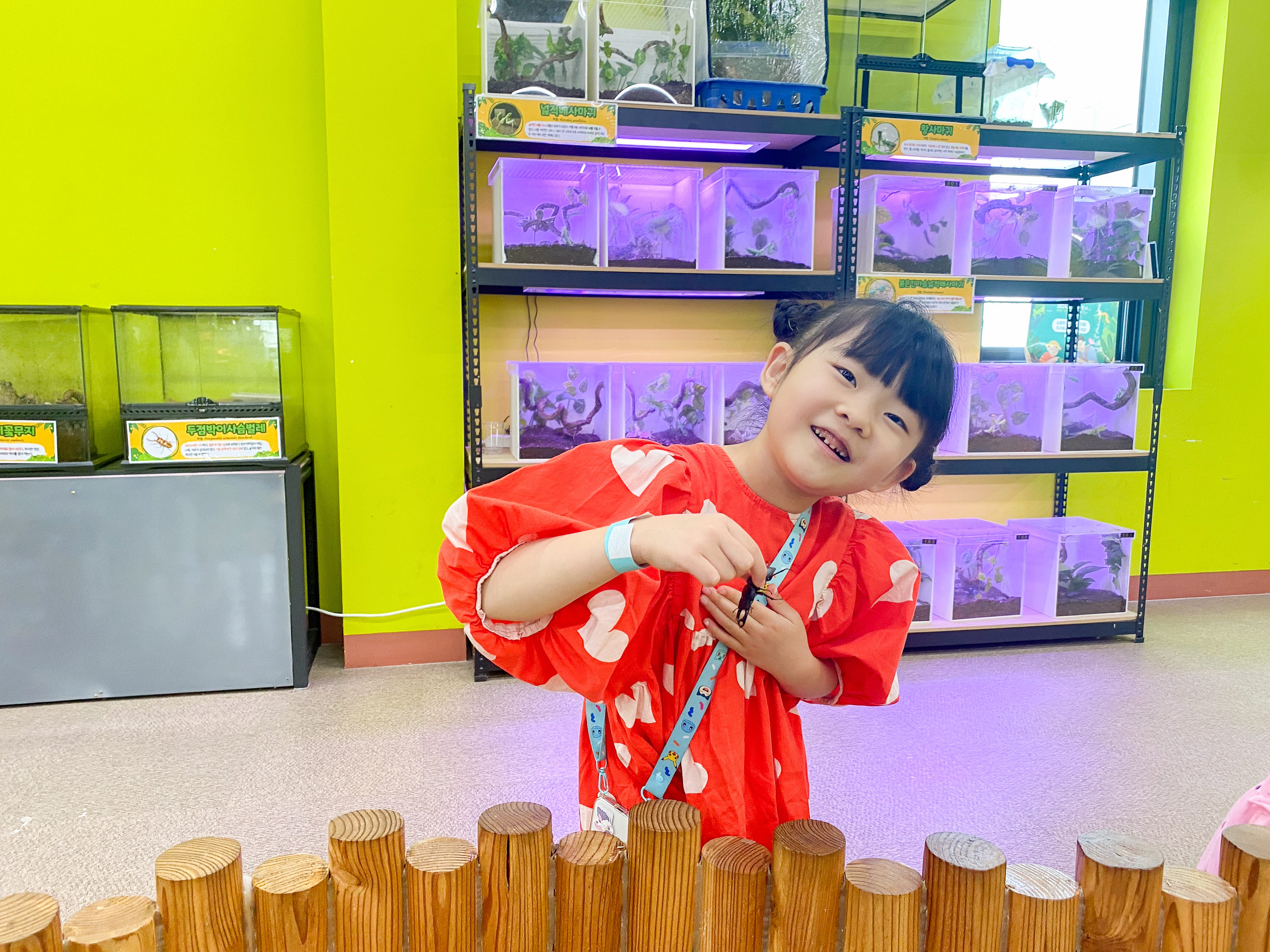 왕사슴벌레 들어올리기