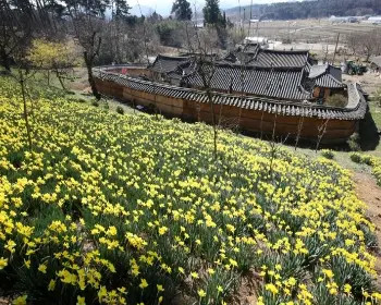 서산 유기방가옥 수선화 축제_20