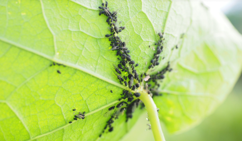 실내식물 해충 완벽 퇴치법