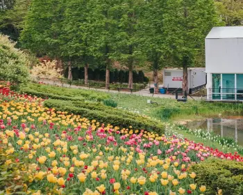 피나클랜드 튤립 수선화 축제_4