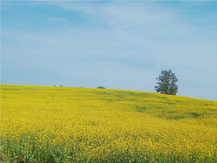 안성 팜랜드 유채꽃밭