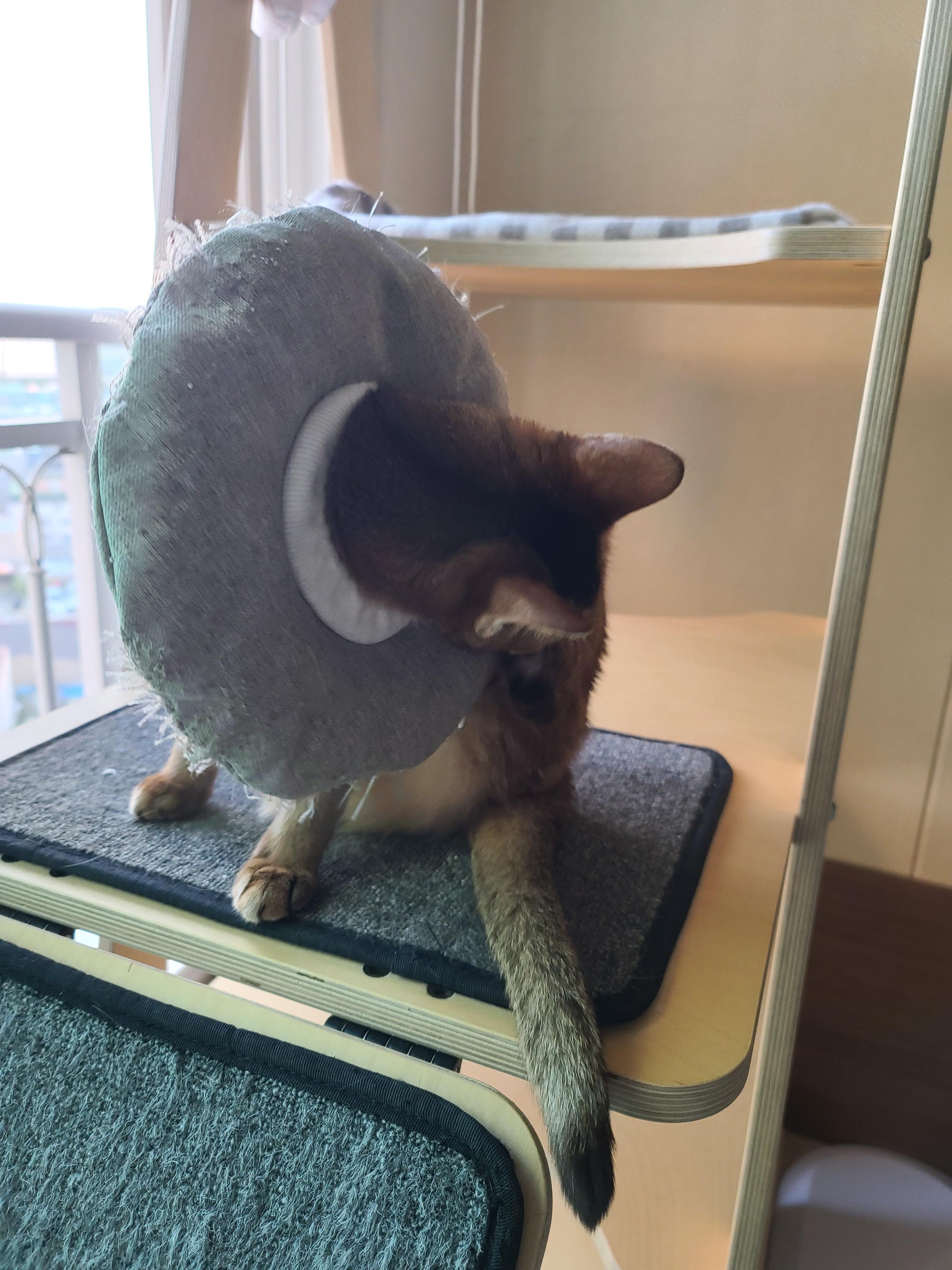 루디공주의 웃픈 넥카라 쇼!