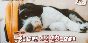 강아지 아플 때 증상 10가지 주의해야 할 건강 신호_3