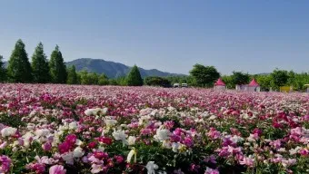 핫들생태공원 합천 산청 진달래축제_13