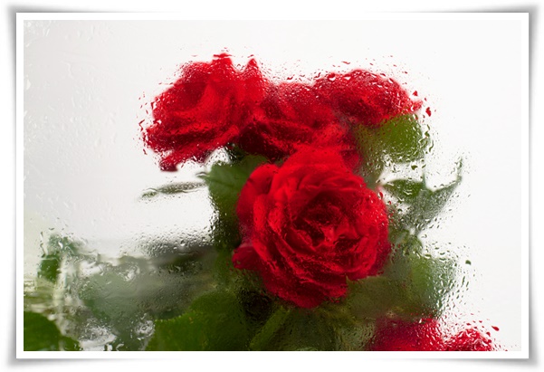 "장미" 천 년의 사랑을 품은 아름다움의 상징 매혹적인 꽃!고