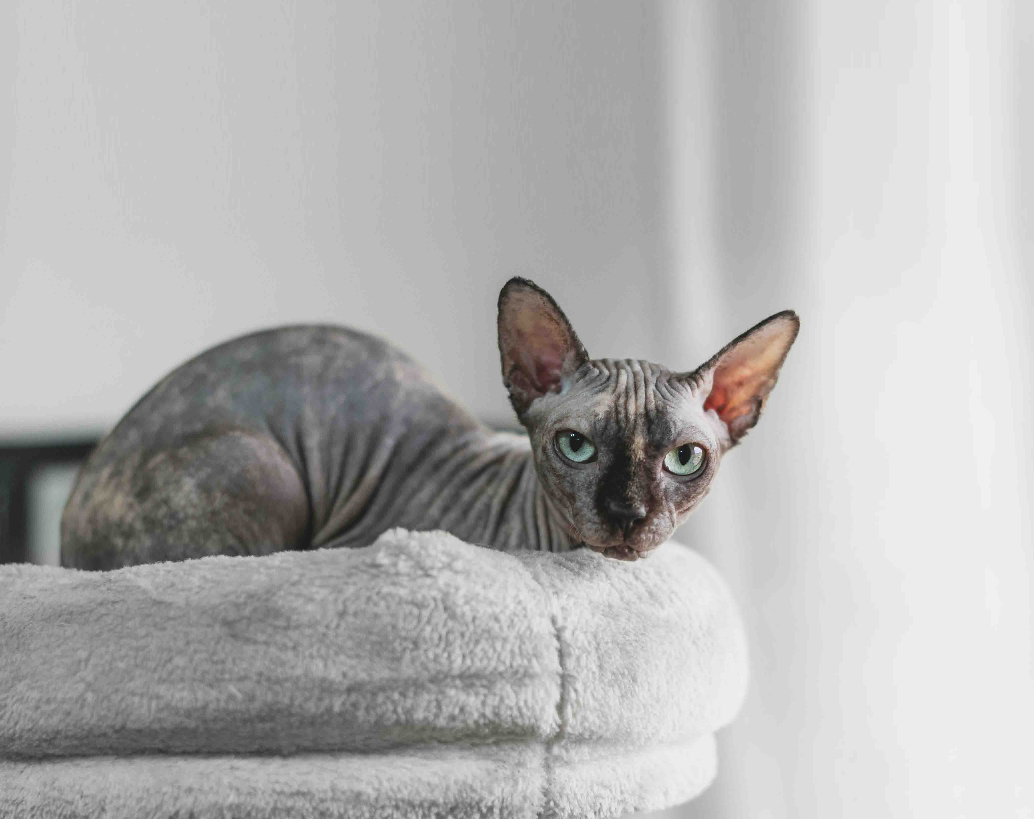 스핑크스 고양이