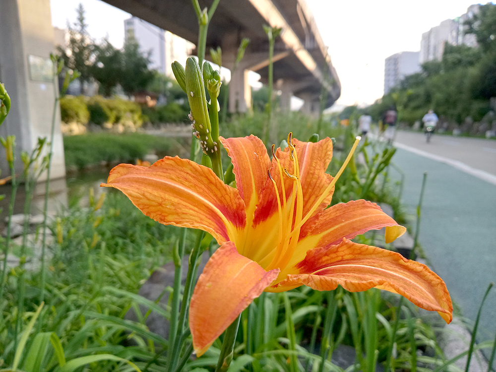 사료기부 펫워크챌린지