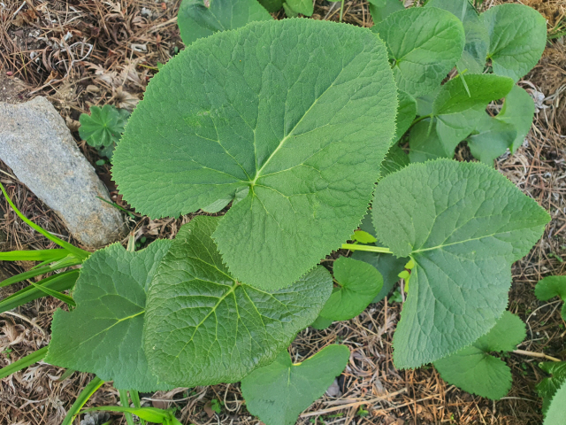 곰취-효능