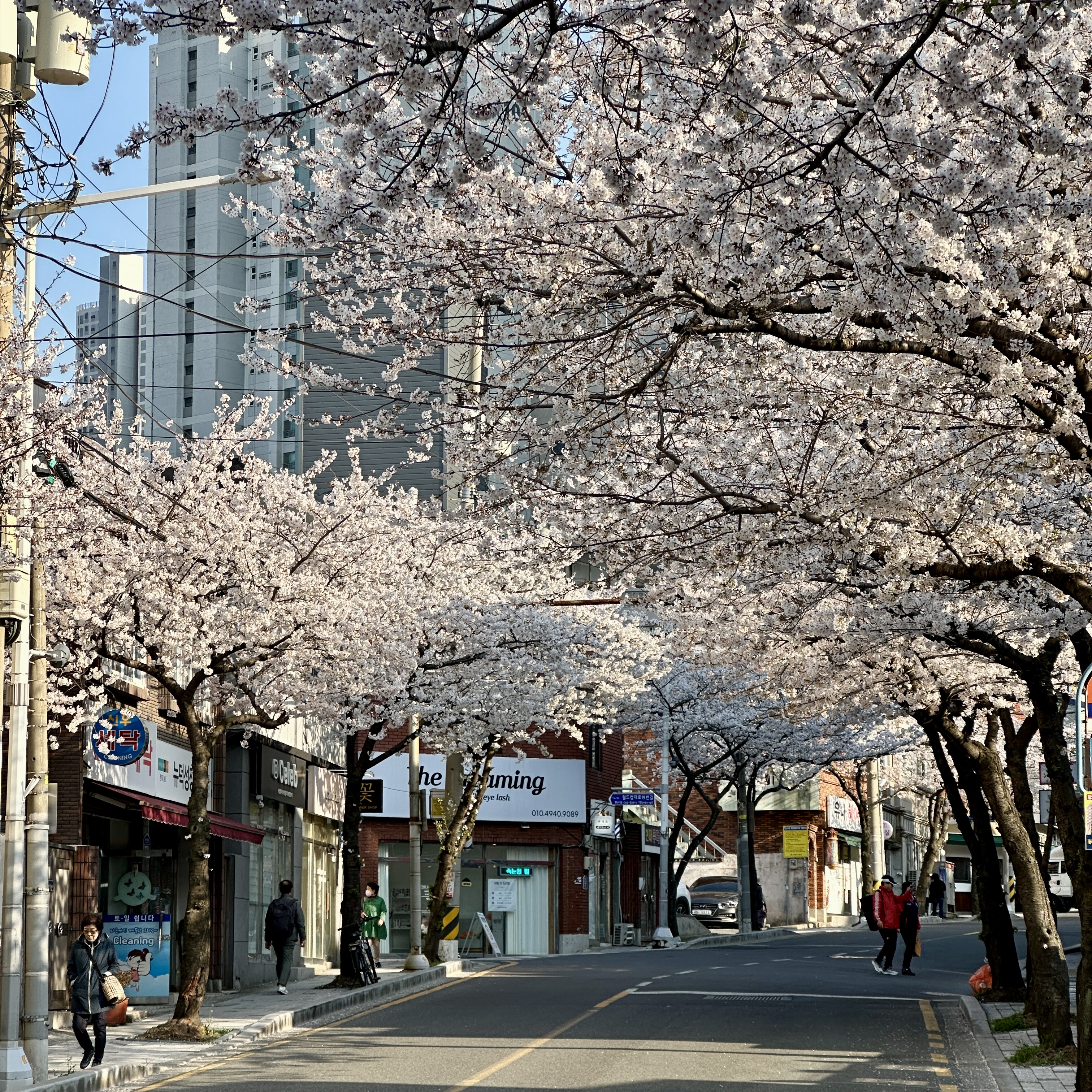 부산벚꽃명소_중앙천로_벚꽃길