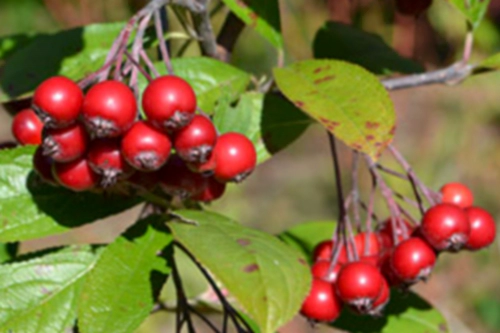 아로니아 효능 부작용