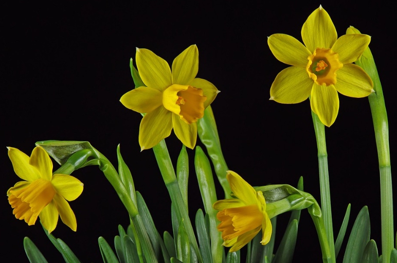 겨울 꽃 수선화