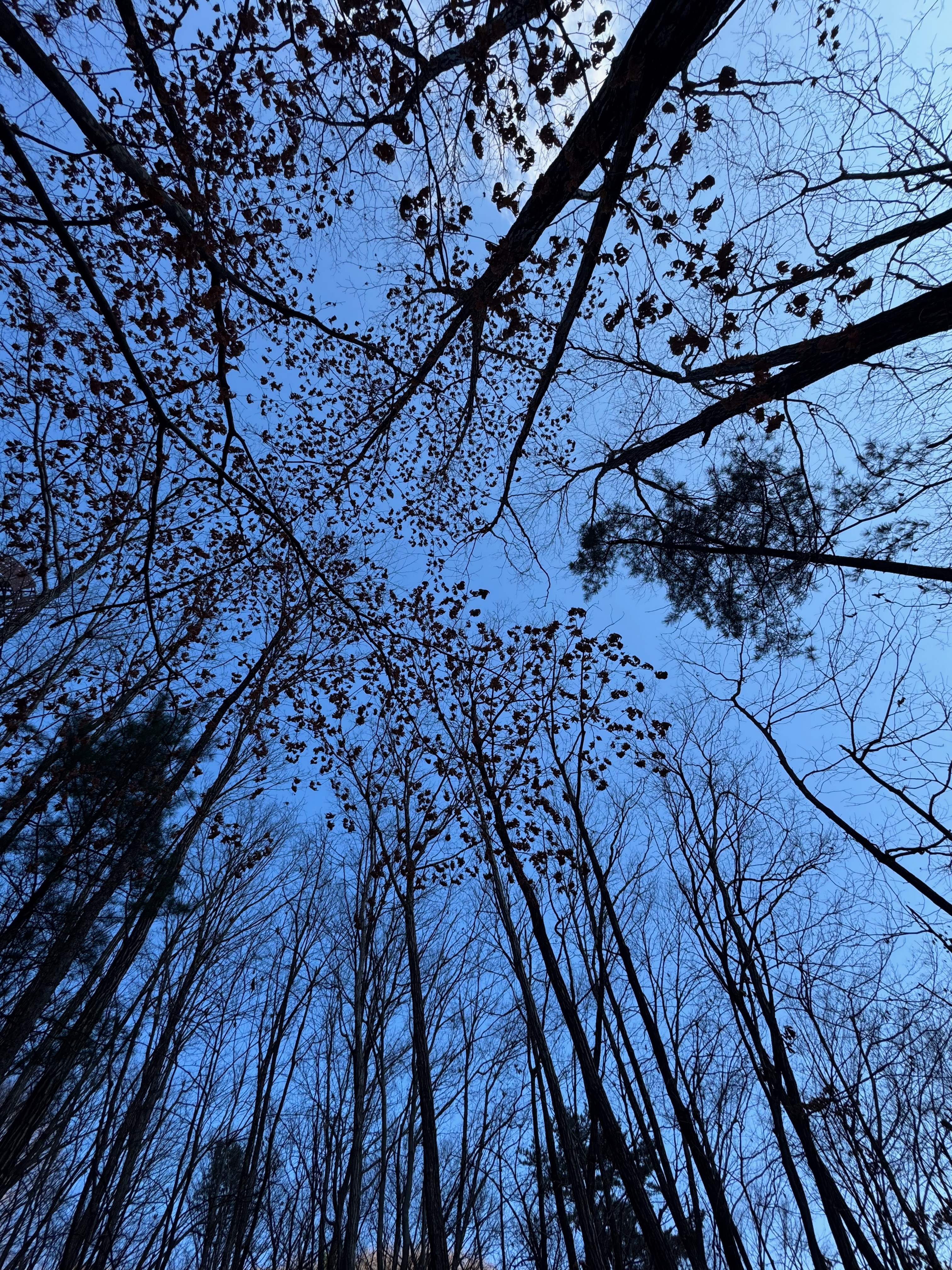 명지산 나무 사이 하늘