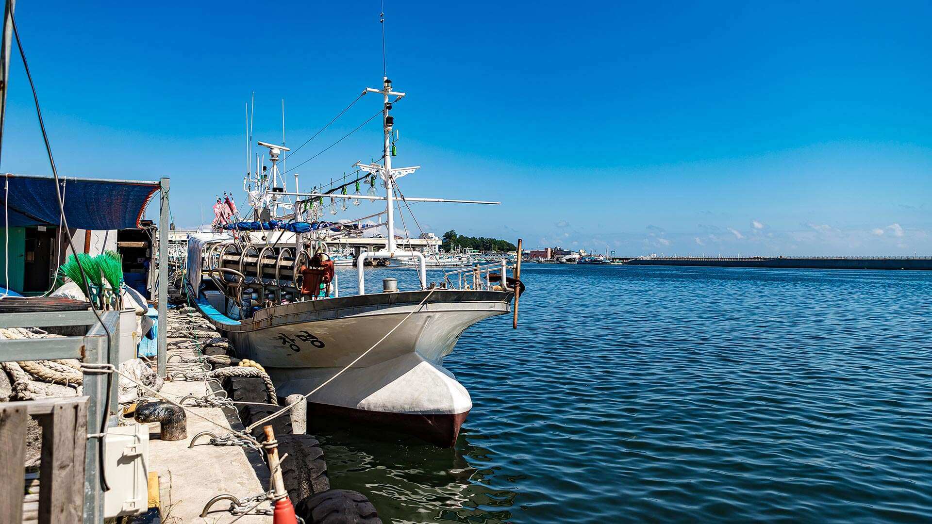 강릉 사근진 해변 유채꽃밭