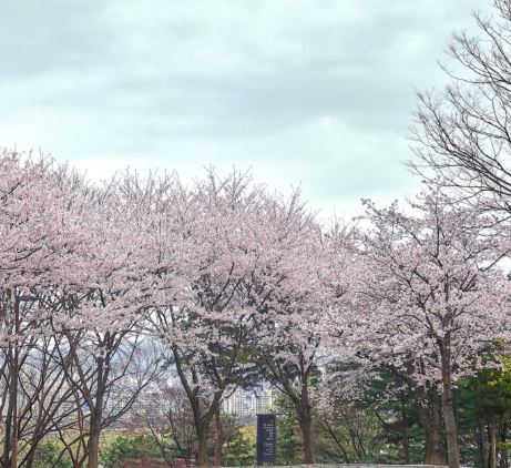 광진구 벚꽃
