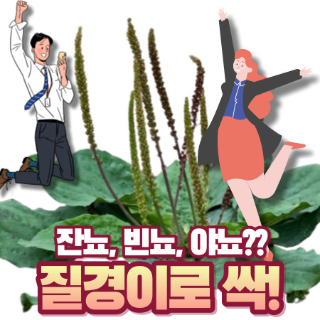 질경이 효능과 주의사항